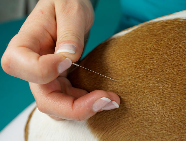 Acupuncture for Pets in Wauwatosa